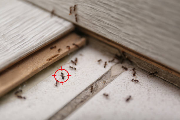 Best Termite Control Services  in Waupaca, WI