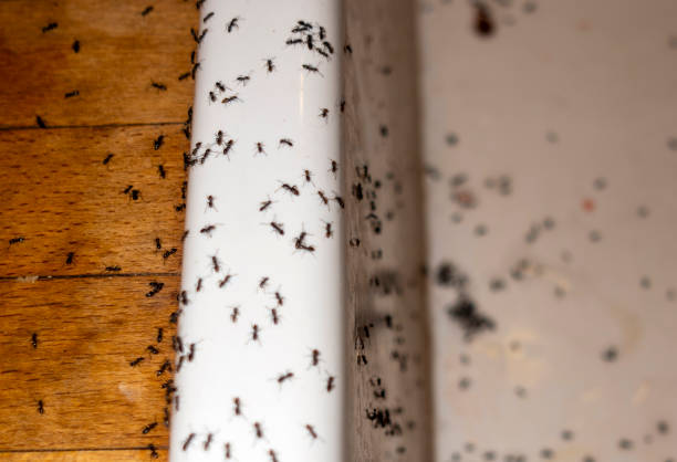 Best Termite Control Services  in Waupaca, WI