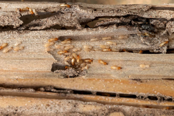 Best Best Pest Control Companies  in Waupaca, WI